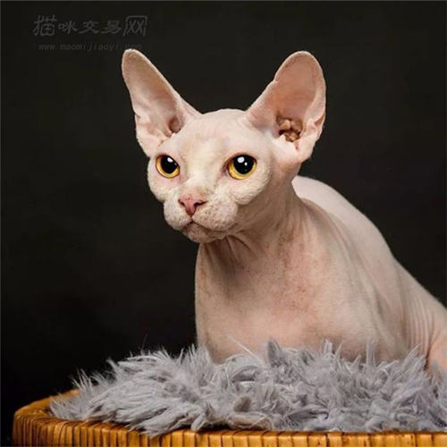 狗狗划破肠子的症状：及时发现，及时治疗